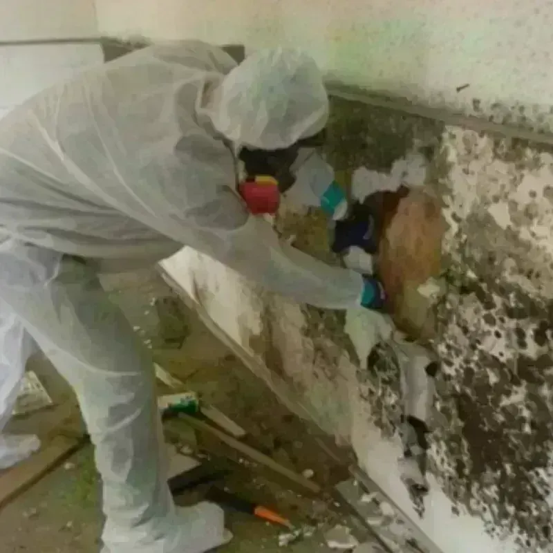 Mold Remediation and Removal in Lincoln County, WY